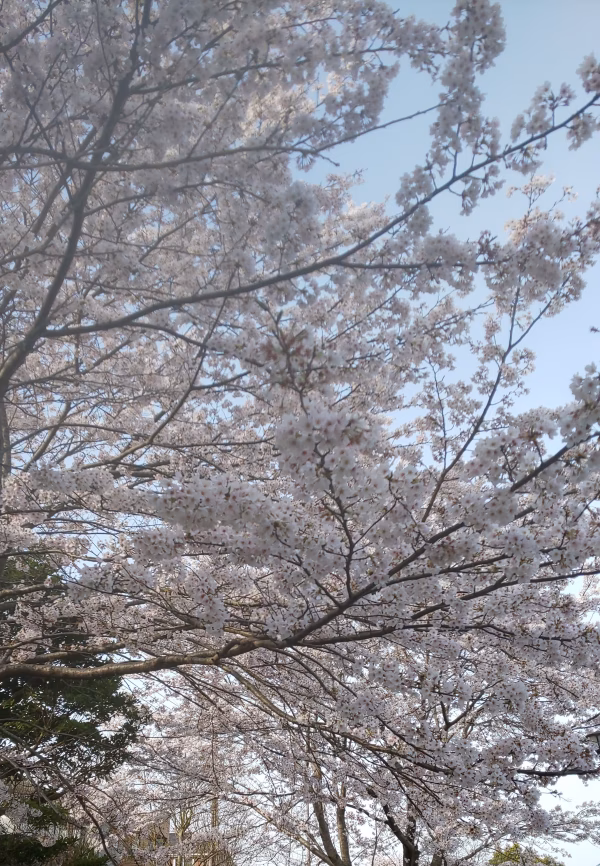 ナバナ食べ比べ！桜咲く　"ラスト"春のレア野菜セット 