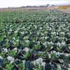 ひめみつキャベツ【蜜シリーズ】静岡県磐田市産