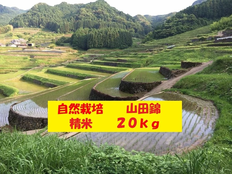 【新米】自然栽培「山田錦」精米　２０ｋｇ