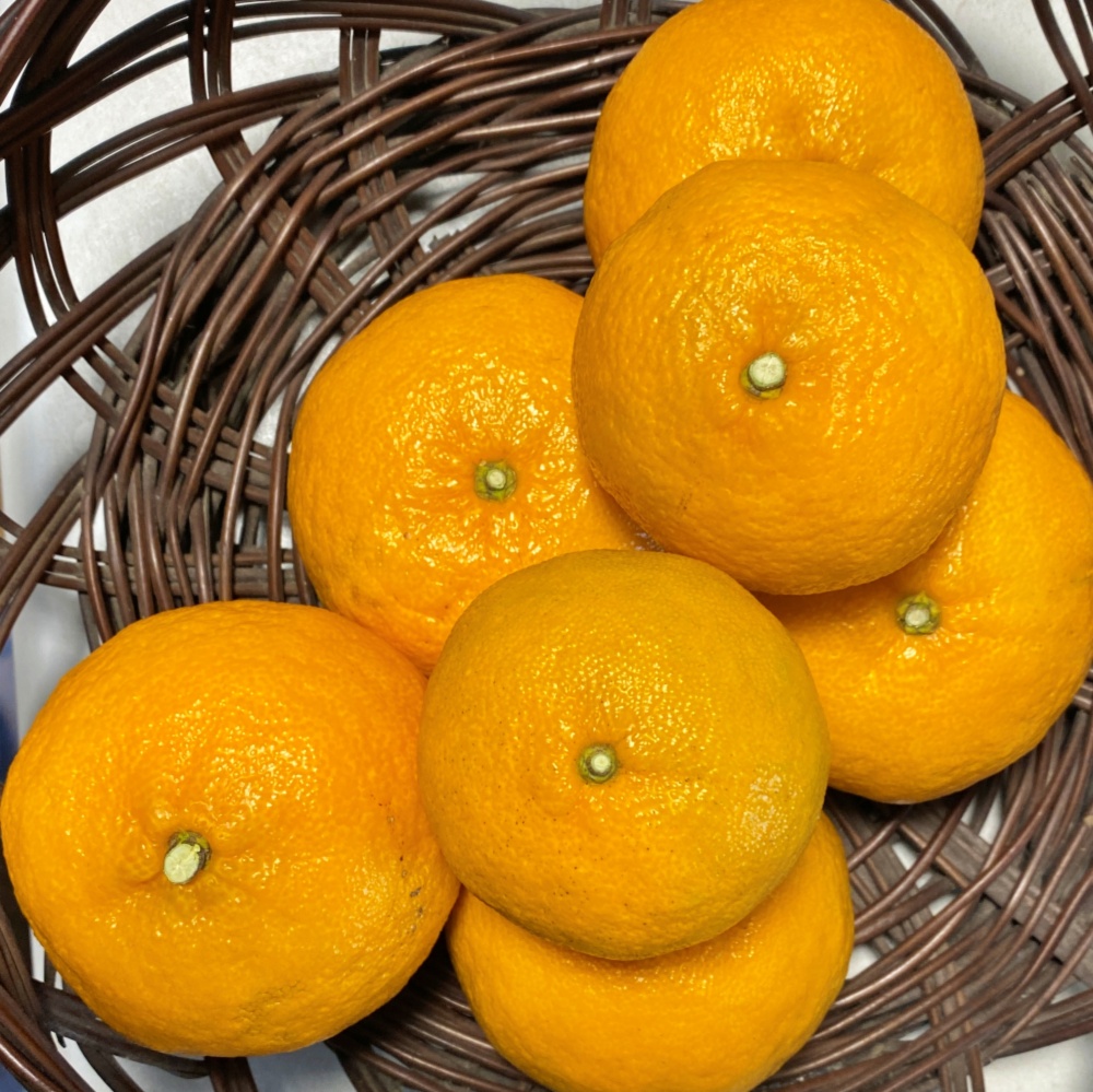 数量限定☆希少の高級柑橘】早香2㎏ 酸味少なく甘さたっぷり