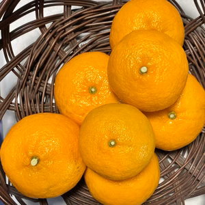 【数量限定☆希少の高級柑橘】早香２㎏ 酸味少なく甘さたっぷり！