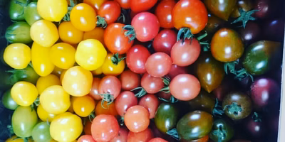 2017年のポケマル思い出アルバム ①齋藤幸江さん編