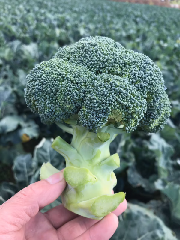 鮮度バツグン朝どり『ブロッコリー』