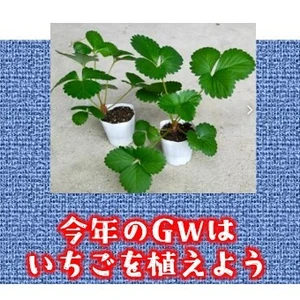 有機いちご苗（よつぼし）7.5cmポット☆栽培の要点をまとめた資料と肥料付☆
