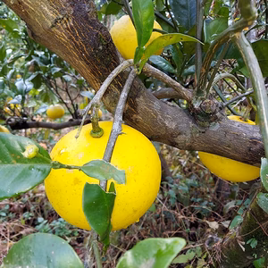 自然栽培　文旦