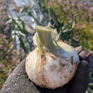 【たっぷりお野菜】渥美半島から旬と彩りの野菜セット