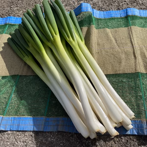 飛騨の白ネギ〜お試しサイズお任せ2kg(10〜20本)