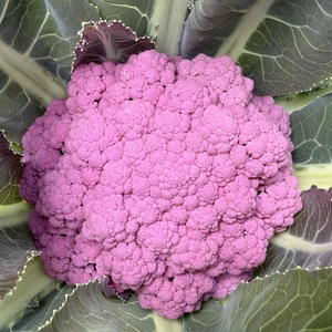 茎が美味しい！カリフローレ 富山県産 約1kg
