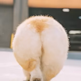 とんこつ大臣(塩派)