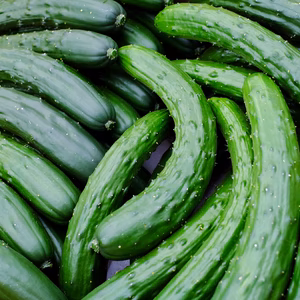 【訳あり！】\ パリシャキ！✨ / 新鮮きゅうり【熊谷産】