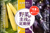 【単月販売】半量サイズでお試し！「野菜が主役の定期便」5月発送分