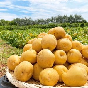 【北海道産きたあかり】30年以上作り続けるじゃがいも農家【ゆめいも】