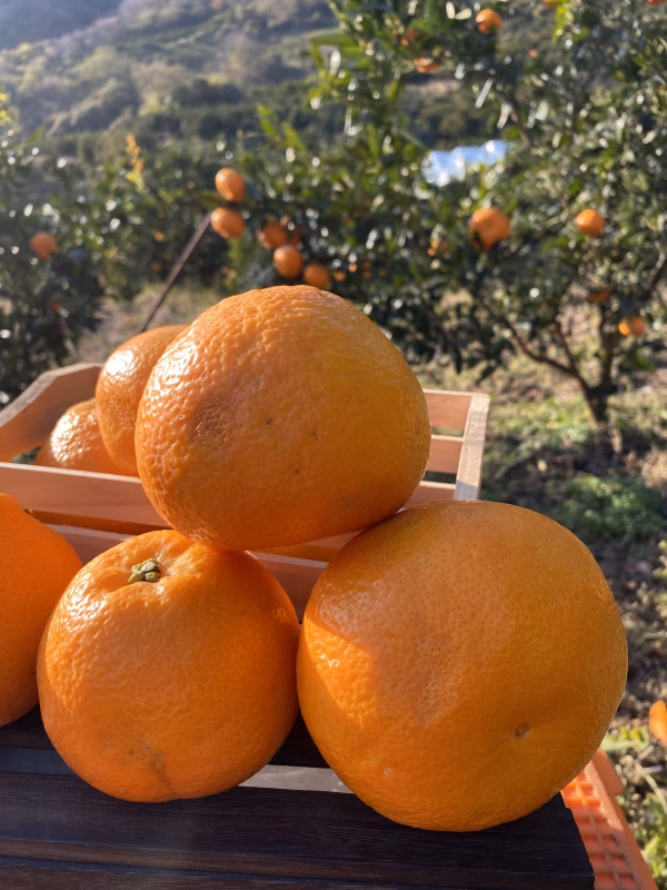 【愛媛の伊予柑】♪いい予感♪《訳あり》