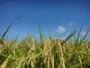 【自然栽培の米】お手頃サイズ 福岡県産 令和元年度米