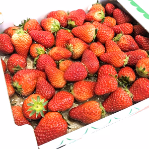 【最後の大セール】大粒いちご　ジャムなどに