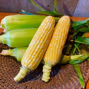 野菜ソムリエプロ舘尾万里子厳選！旨味×甘味『ふらの産とうもろこし』2L　10本