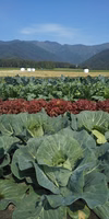 朝採り！無農薬無化学肥料　信州伊那谷★旬の野菜セット