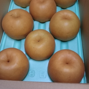 完熟　豊水梨　5キロ箱（6~14玉入）