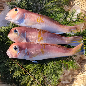 【お試しにどうぞ♪】小アマダイ1キロ