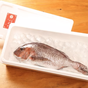 訳ありお得品(冷凍) 処理済マダイ550-700g（ウロコ、内臓、エラ処理済）