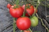 【規格外】うま味成分たっぷりずっしり重い完熟トマト (2㎏程度/箱)