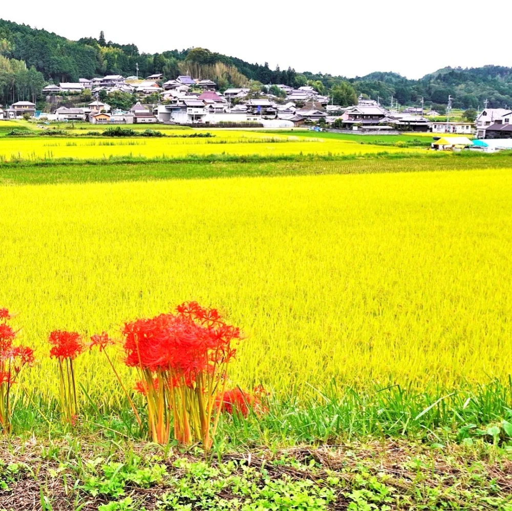 【新米】 おいしいつや姫 5kgx2袋 特別栽培米 無洗米 山形県産 
