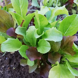 ベビーリーフMIX