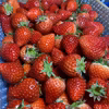 ジャムなど加工用苺　いちごさん(潰れが気にならない方限定)