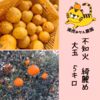 【1月発送】和歌山県有田産☆不知火　綺麗め大玉　箱込み　約5キロ