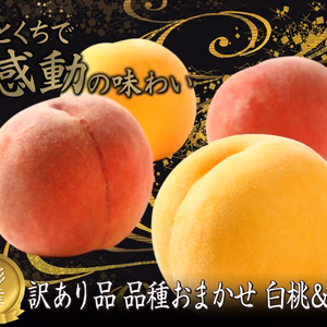 訳あり品　白桃・黄桃　 9月上旬～9月下旬発送　品種おまかせ　約2kg