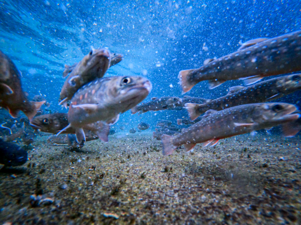 日光の旬をお届け ニッコウイワナ 冷凍 農家漁師から産地直送の通販 ポケットマルシェ