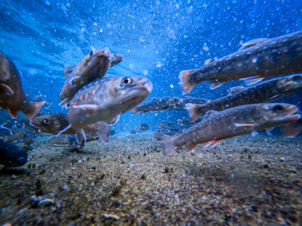 【ニッコウイワナ】日光の山の幸 内臓除去済 90-120g 5尾〜