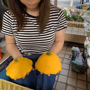 【化学農薬、化学肥料/不使用】 UFOズッキーニ白色・黄色種MIX