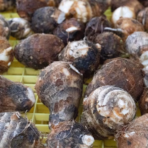 茨城県産　ねっとり　旨い　減農薬　サトイモ　土垂れ　どたれ　お徳用