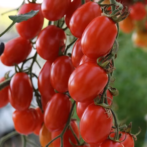 美味しさあふれる、カラフルミニトマト