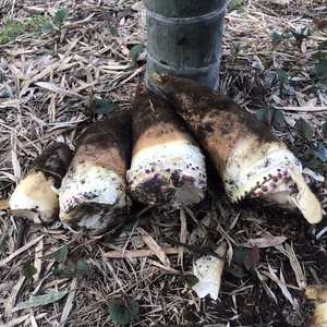 筍マニア限定、じんでんバンブーロケット