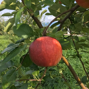 新品種　訳ありシナノリップ