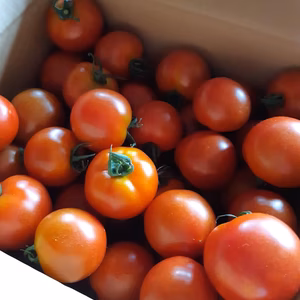 樹で完熟水搾りフルーツ中玉トマト　フルティカ　箱売り限定品