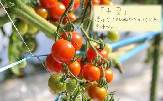 農園からの直行便》カラフルミニトマト 3kg｜野菜の商品詳細｜ポケット ...