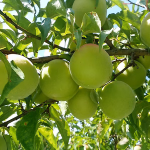 【３Ｌ以上特大・秀品】本場！紀州南高梅/青梅