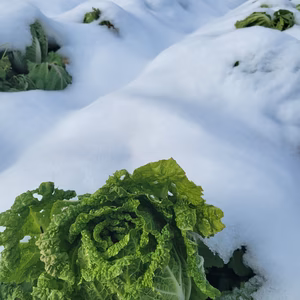 京都美山！旬の京野菜セット！80サイズ