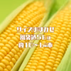 極甘！熊本県産スーパースイートコーン　風袋込５kg　約１０〜１４本