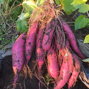 自然栽培さつまいも シルクスイート サイズ混合２.７ｋｇ 無農薬 無肥料　