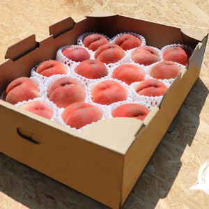 本当にうまい桃をガブっと！〜あかつき(白桃)〜