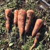 桜島の恵みで育てた人参(無農薬有機肥料)