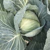 泉州 松波キャベツ