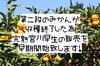 第三弾とみ子ばぁばの完熟宮川早生みかん【希少】