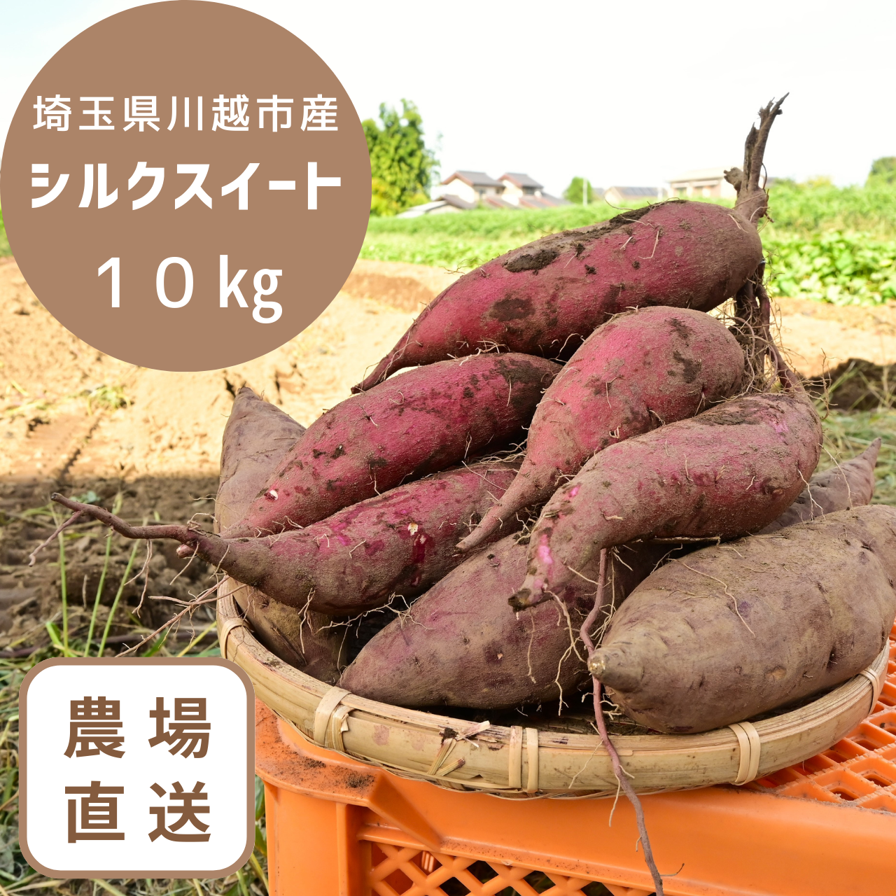 千葉県産シルクスイートL　10kg　野菜