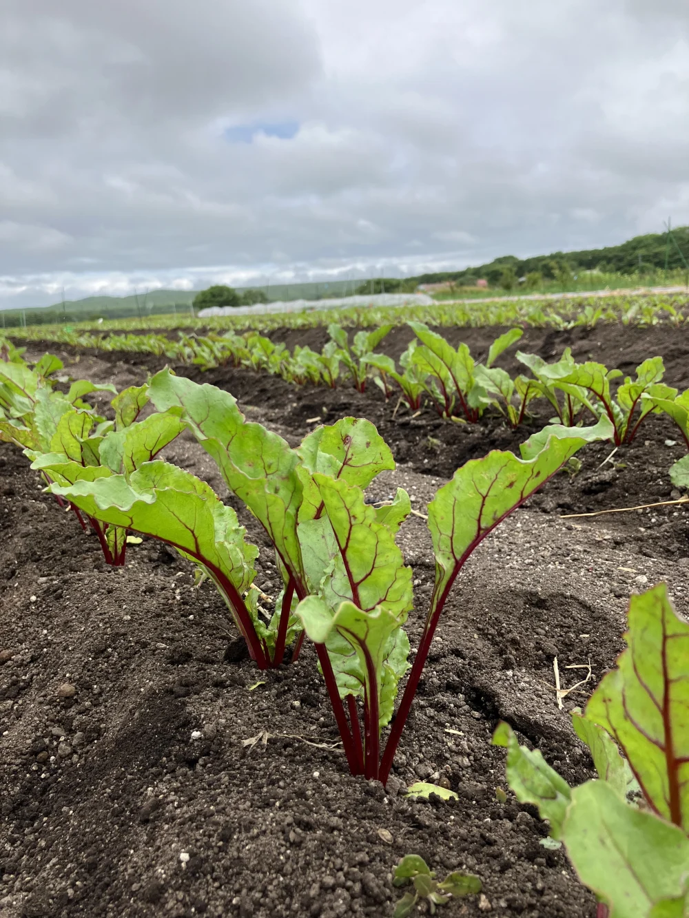 栃木県産】ビーツ 15kg 農薬化学肥料不使用 - 野菜