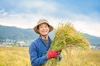 イセヒカリ有機玄米・ISATOの自然栽培米～有機JASマーク付き～